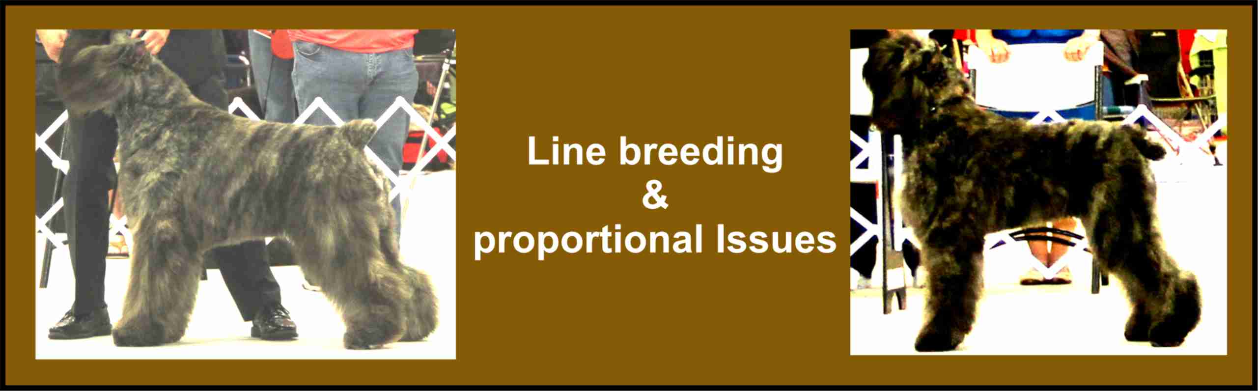LINE BREEDING AND PROPORTIONAL ISSUES